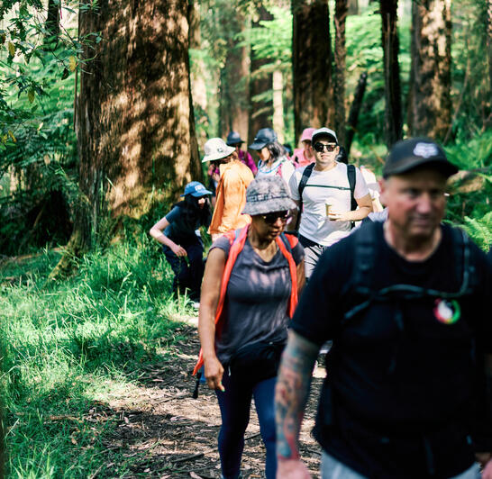 Dandenong Ranges, VIC