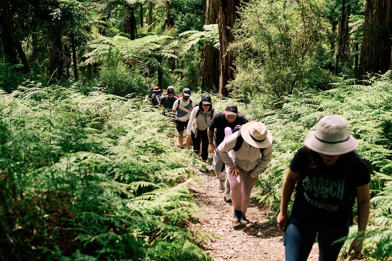 Sherbrooke Forest, Dandenong Ranges, VIC